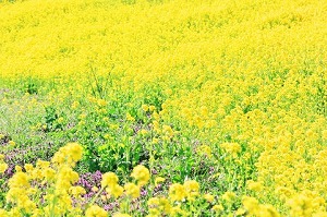 姫路市の不動産（中古・新築物件・土地）なら三ツ星住建（兵庫）